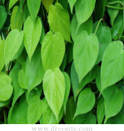 注音符號口訣 – 國語(注音符號)